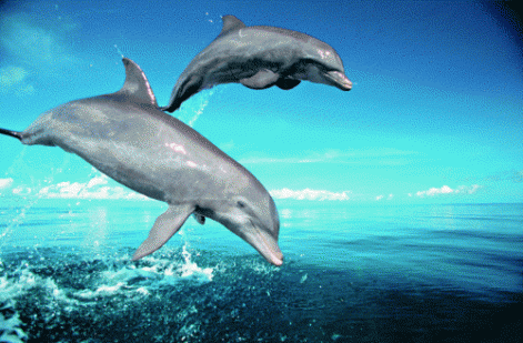 delfin9.gif